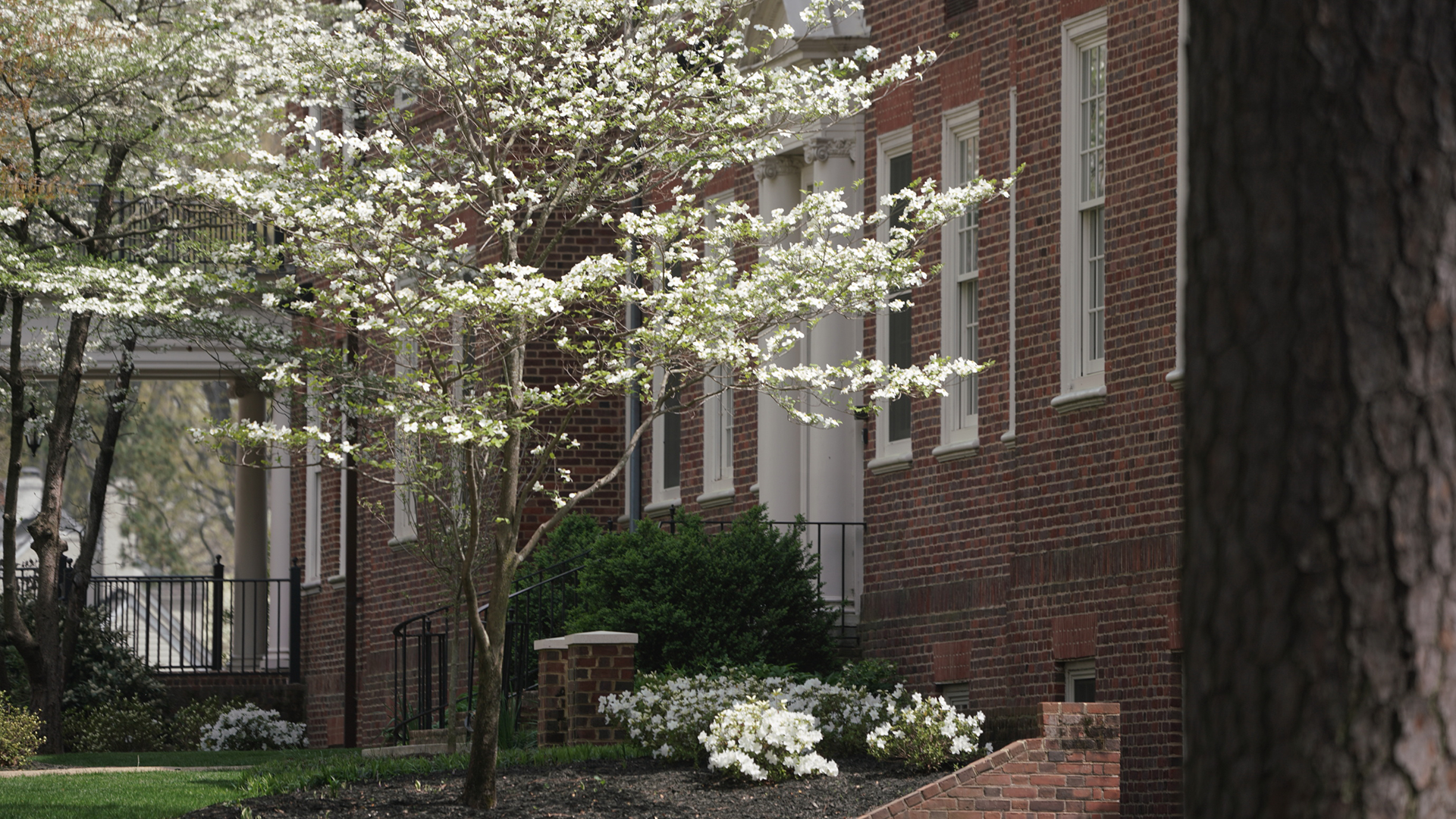 campus in spring with blooming trees